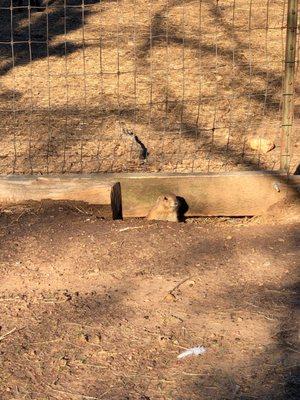 Peeking out to say hello.  These prairie dogs were everywhere!