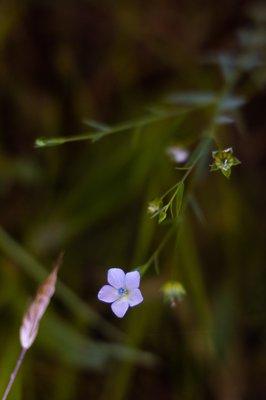 pale flax