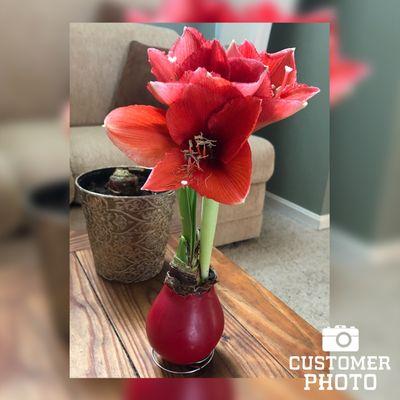 Happiness Waxed Amaryllis