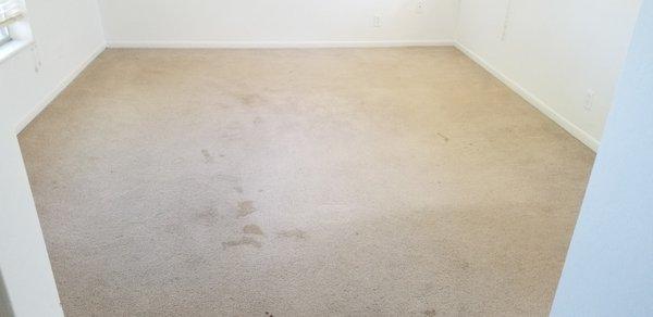 Carpet Cleaning - Before