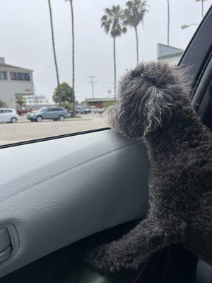 My dog after the self wash.