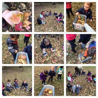 Learning about the leaves, the different colors and textures. HSFD.