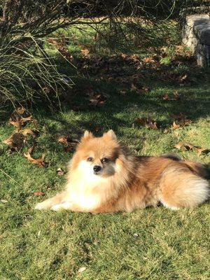 My Pomeranian 'Rocco' always looks fantastic after a trip to Scruffy to Fluffy!  They do a great job!  Love the new location in Haverhill!