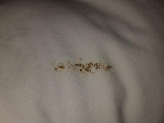 Mold on a fresh pillow stored in the linen closet. They had previous knowledge of toxic mold, yet STILL rented the house to us!