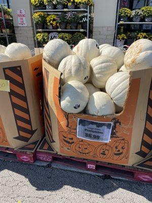 White pumpkins