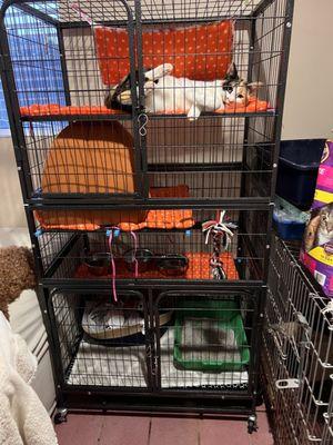 Cat condo at Ardezz Kennels.