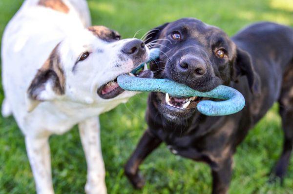 Pawsability Dog Club