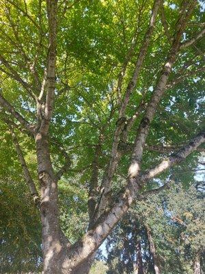 Maple tree after trimming