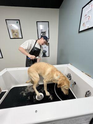 Attractive young man (Keegan) washing his yellow lab, Wolfgang