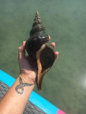 Florida's state shell the Horse Conch!