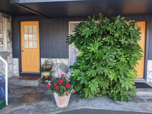 Rooms right near the office, plus a beautiful giant plant.