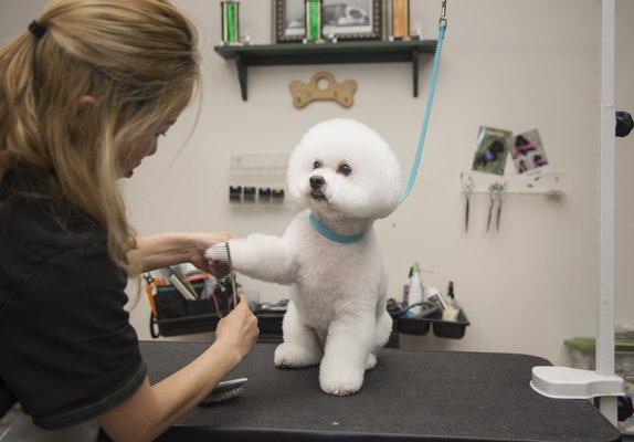 Let our professional grooming team pamper your pup with a luxurious day at the Rover Oaks Doggie Spa & Salon!