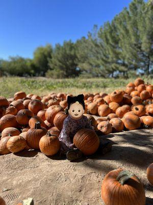 Pumpkin patch