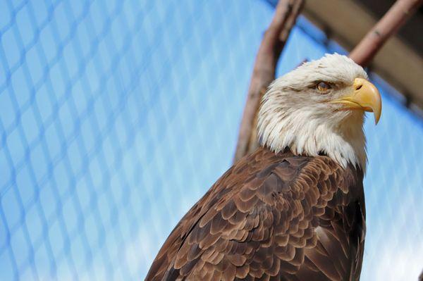 Bald Eagle