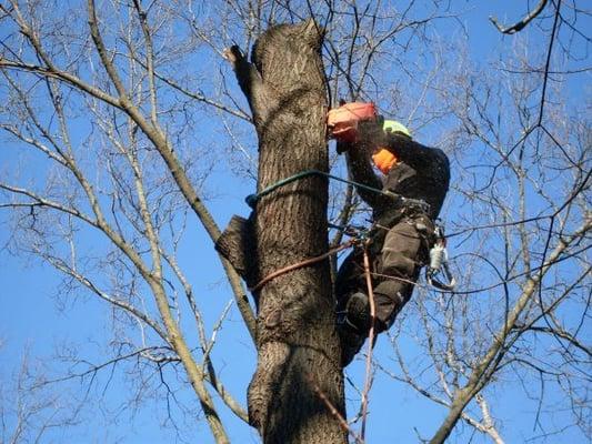 removing a big tree next to a house.. city of lemont il