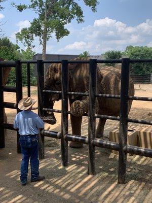 Elephant doin tricks for us