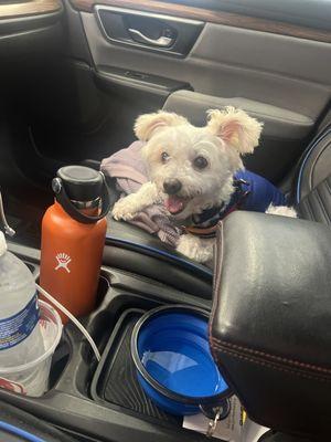 Happily Waiting inside Car- Oil Change service