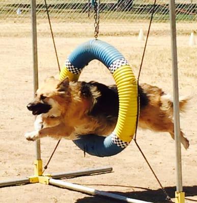 West Los Angeles Obedience Training Club