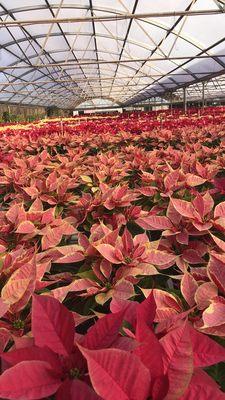 What our greenhouse looks like in late November through December.