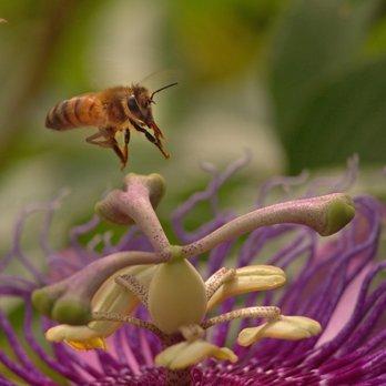 Honey Bee Rescue