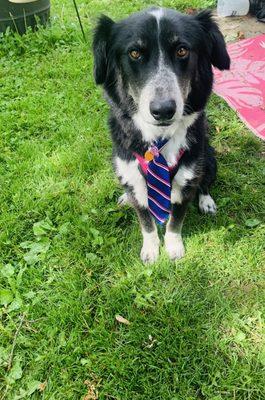 All groomed with a tie!