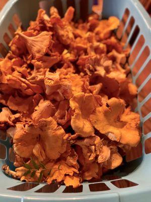 Chanterelles from louisiana- wild foraged