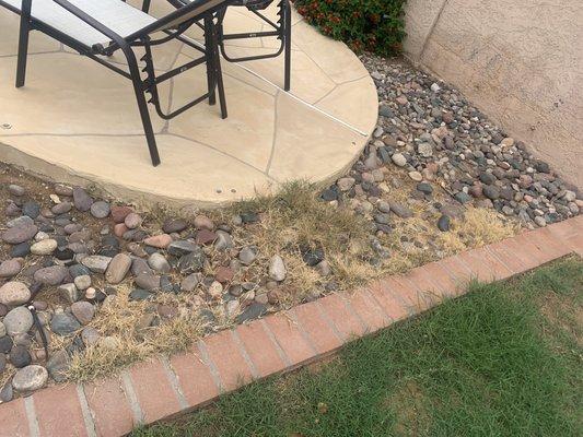 Grass sprayed by Thunderbird Weed and Pest