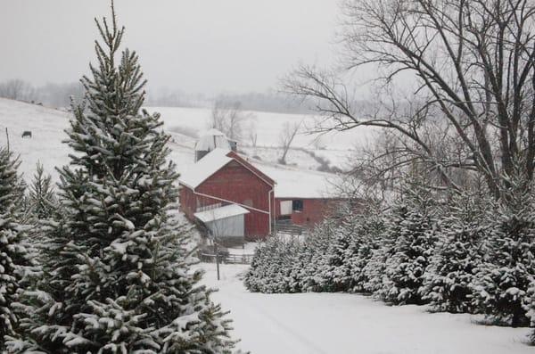 Snow on Farm