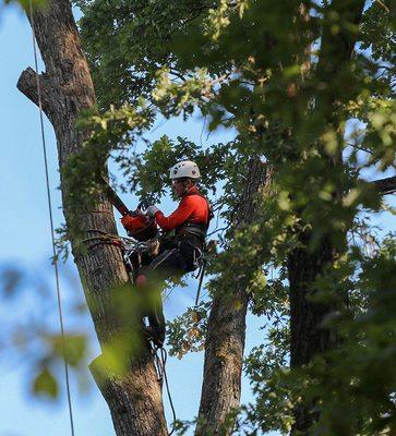 Topline Tree Service