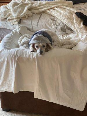 Carson hanging out in one of him many beds and chillin with his hoodie