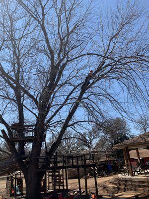 Hazardous Maple tree limb removal