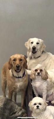 My dog Gracie (standing next to the stairs) next to her BFF that she made in daycare.