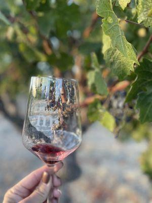 Classic grapes on the vine and glass