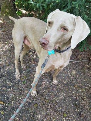 Got to love a Weimaraner! Say hi to Max, he loves our daily dog walks together!