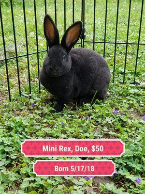 Mini Rex Doe
Parents Myia and Caspian. Born March 22, 2018. Fur as soft as Velvet.