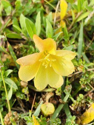 From genus Evening Primroses, Sundrops and Beeblossoms (iSeek by Naturalist).