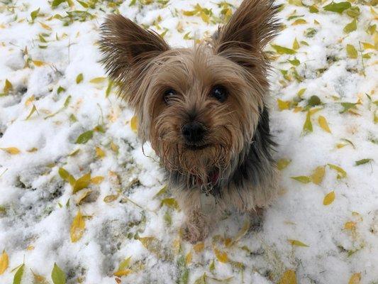 LiLi, my rescue, Lots of love given and received, now 1 yr. together. She’s a 10 year old Yorkie. Bred to breed puppies. Now happy.