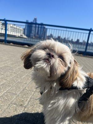 Puppy on the waterfront