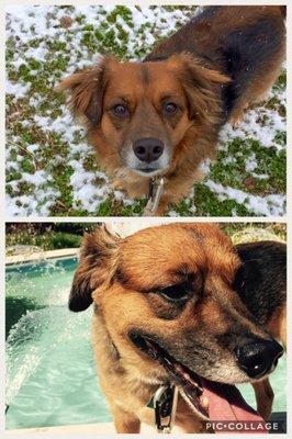 The top is before and the bottom is after his puppy cut