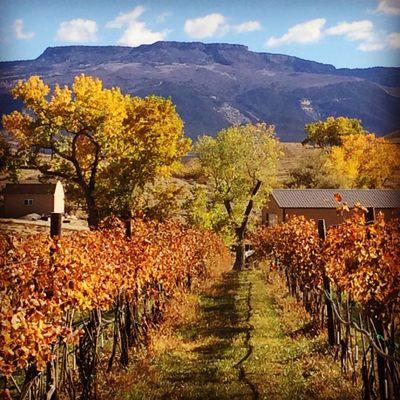 View of the Grand Mesa in the vineyard.