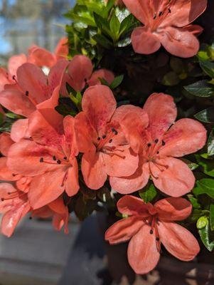 Bonsai Tree closeup