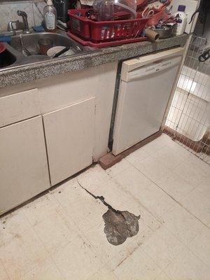 this is the hole in my kitchen from water getting under the subfloor