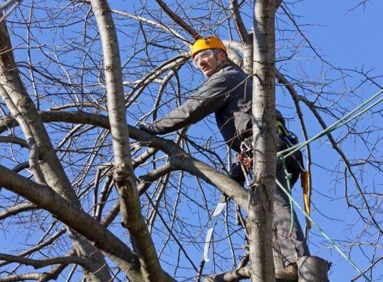 Best Tree Care in Warren Mi