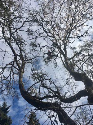 Cleaning up oak hangers