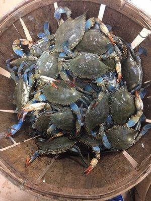 Live Female Crabs from all over the US MD, NJ, VA, TX, FL and LA . All live crabs are sold at market prices.