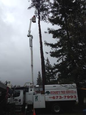 Richard's Tree Service removing Redwood Tree in Folsom