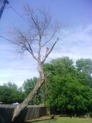 Very large hackberry removal over three sets of service wires and two fences