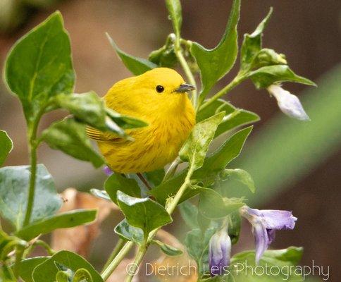 Yellow Warblers flitting about the vegetation near our cabin