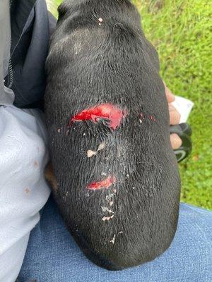 Before surgery from neighbors dog attack