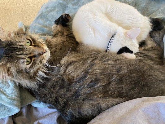 Mane Coon and Japanese Bobtail